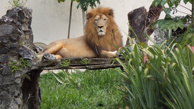 Lwy i tygrysy uciekły z zoo. W niemieckim mieście wybuchła panika