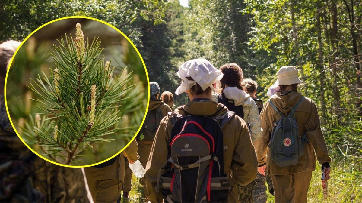 Młode zielone pędy sosny zwyczajnej z widocznymi początkami igieł, na pierwszym planie w okręgu.