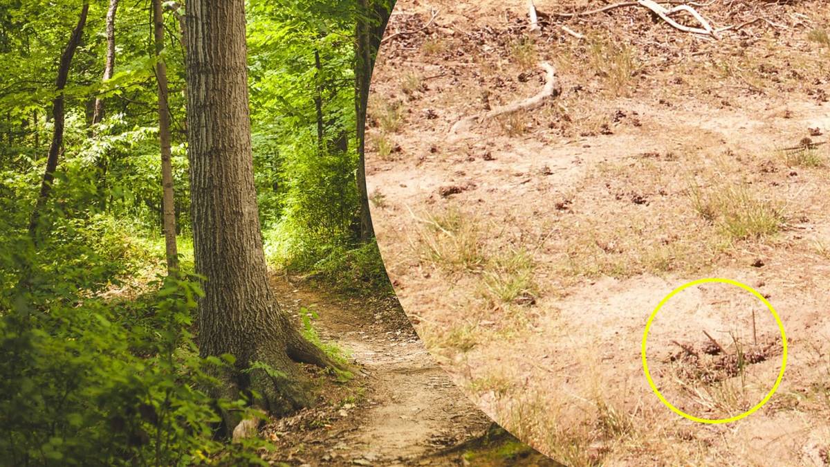 Leśnicy oburzeni tym, co znaleźli w zaroślach.  "Widzicie to na zdjęciu?"