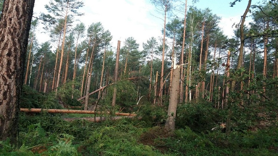 Fot. Lasy Państwowe / Nadleśnictwo Ruszów.