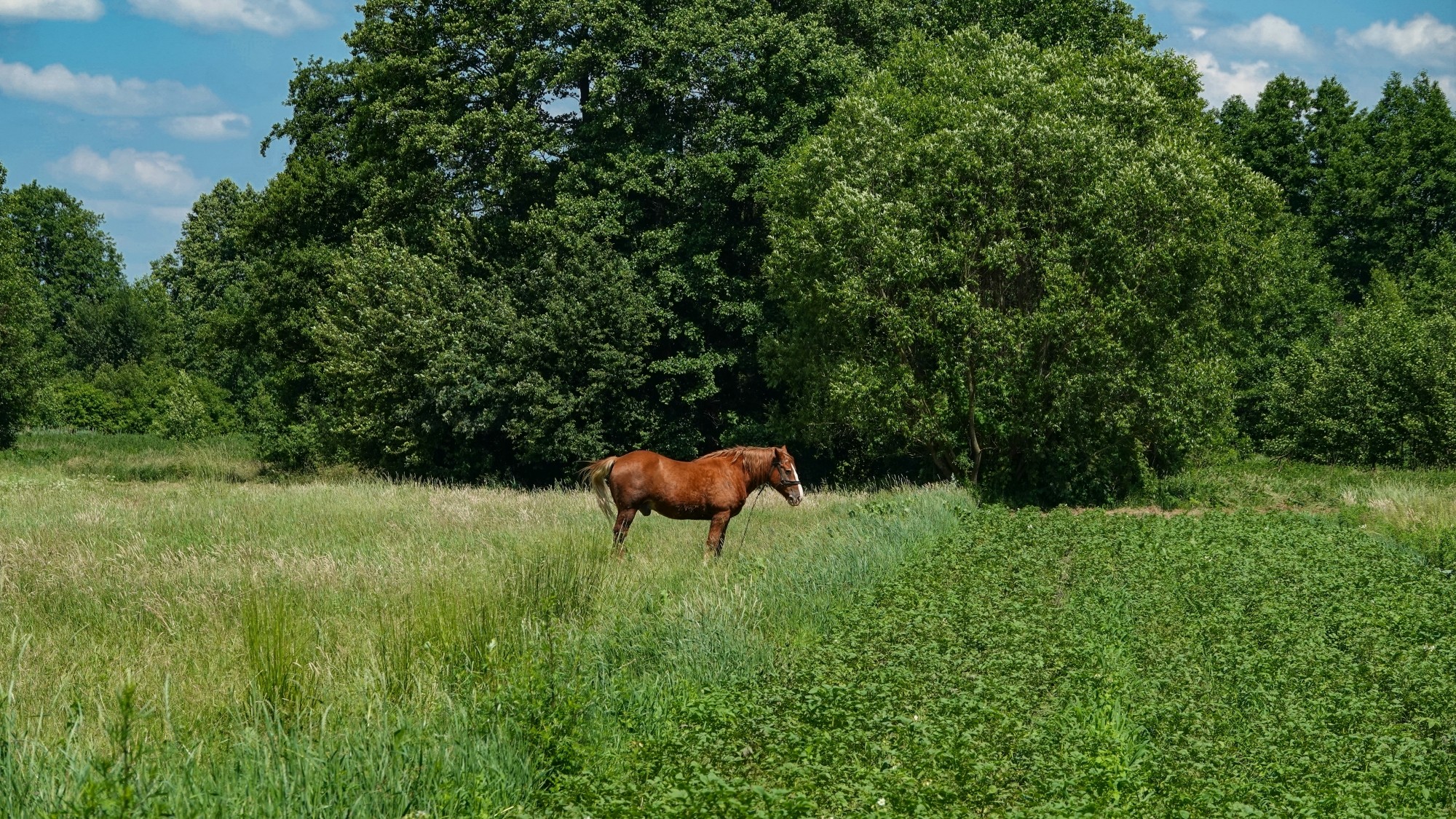 Letnie klimaty na łonie natury - zdjęcie 38
