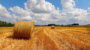 27.08.2020 04:00 Sierpniowy spacerek po Polsce. Zobacz piękne krajobrazy lasów, pól, jezior i rzek