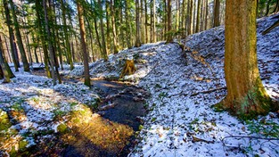 05.03.2023 05:57 Wybierz się z nami na zimowy spacer przez górski las i posłuchaj kojących dźwięków natury