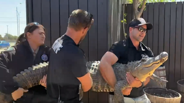  Z zoo skradziono aligatora. Odnaleziono go po 20 latach