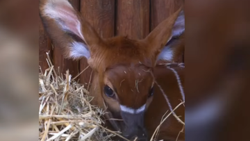 "Babyboom" w warszawskim ZOO. Kolejne narodziny