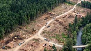 07-12-2025 05:59 Wielka wycinka setek milionów drzew w polskich lasach. Wiemy, dlaczego