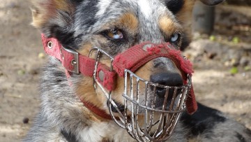 Nowe przepisy obowiązują właścicieli psów. 5 tys. zł kary za brak kagańca i puszczanie bez smyczy