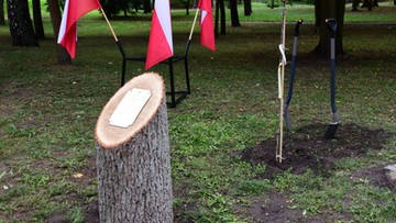 Tabliczka z okazji Święta Lasu - na ściętym drzewie. Internauci kpią z resortu środowiska