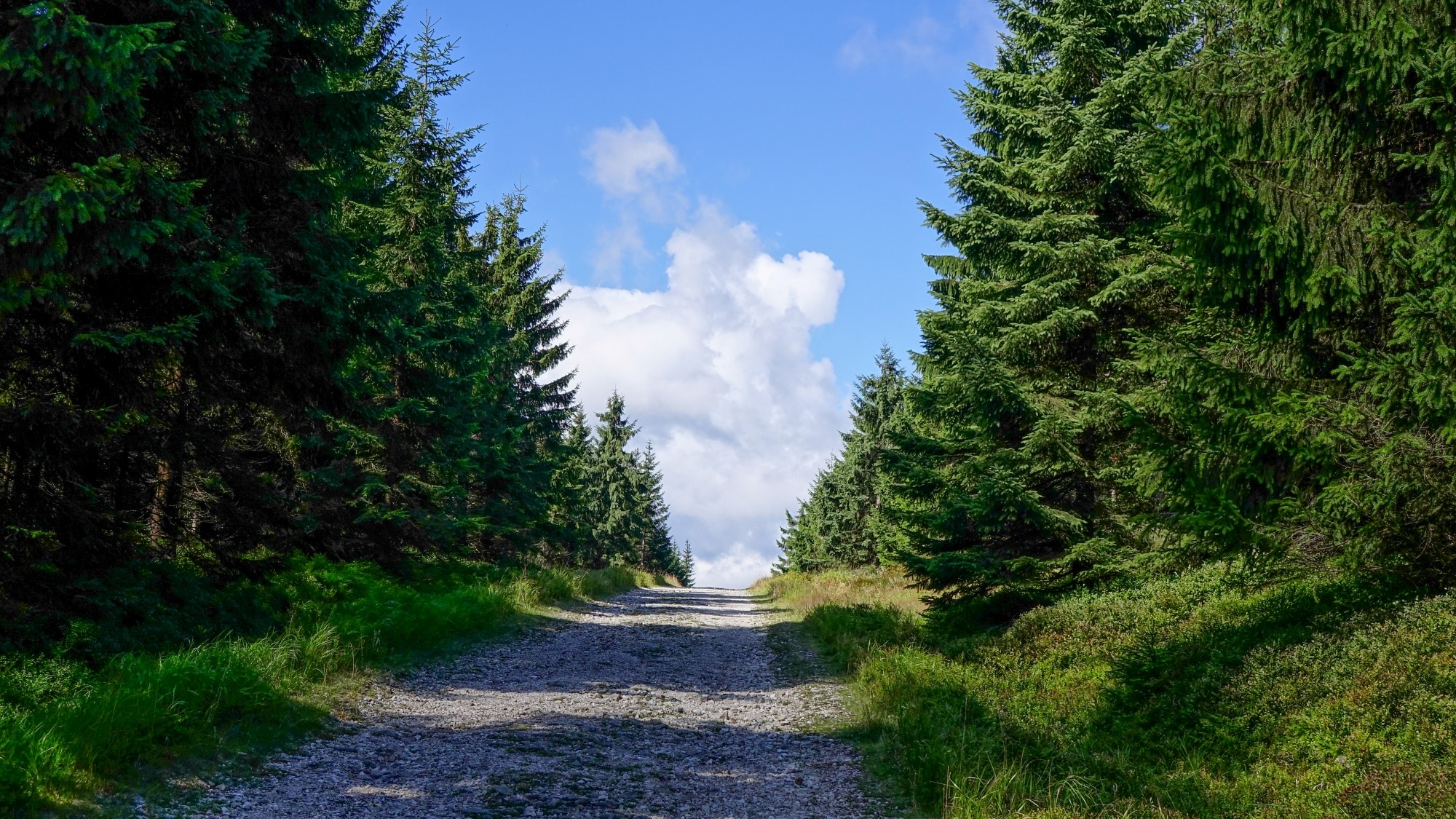 Urocze zakątki w lasach - zdjęcie 93