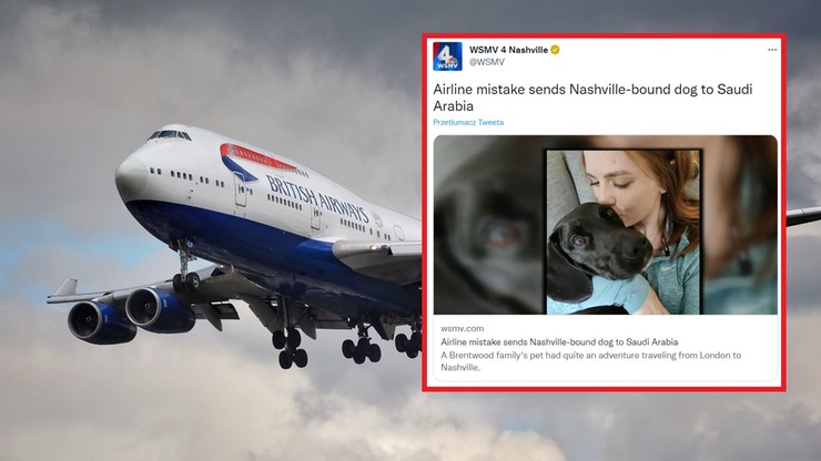 USA: Zamiast do domu, pies poleciał do Arabii Saudyjskiej. Linie lotnicze tłumaczą się