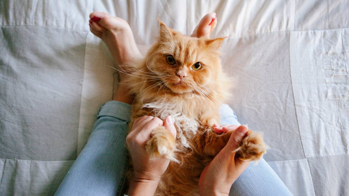 Rudy kot leży na plecach na białej pościeli, z łapkami uniesionymi do góry. Osoba trzyma go za łapki.