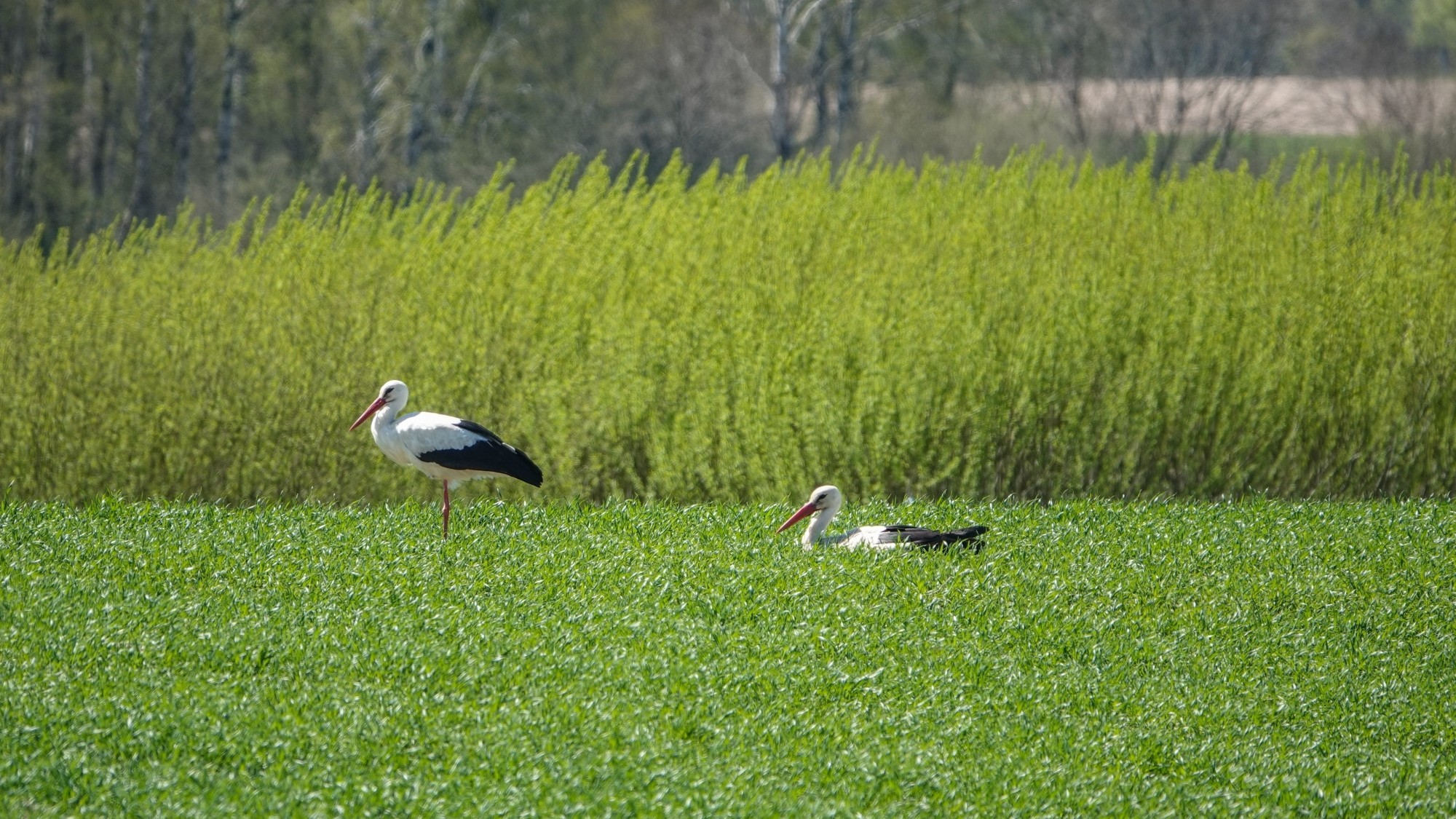 W maju jak w raju - zdjęcie 52