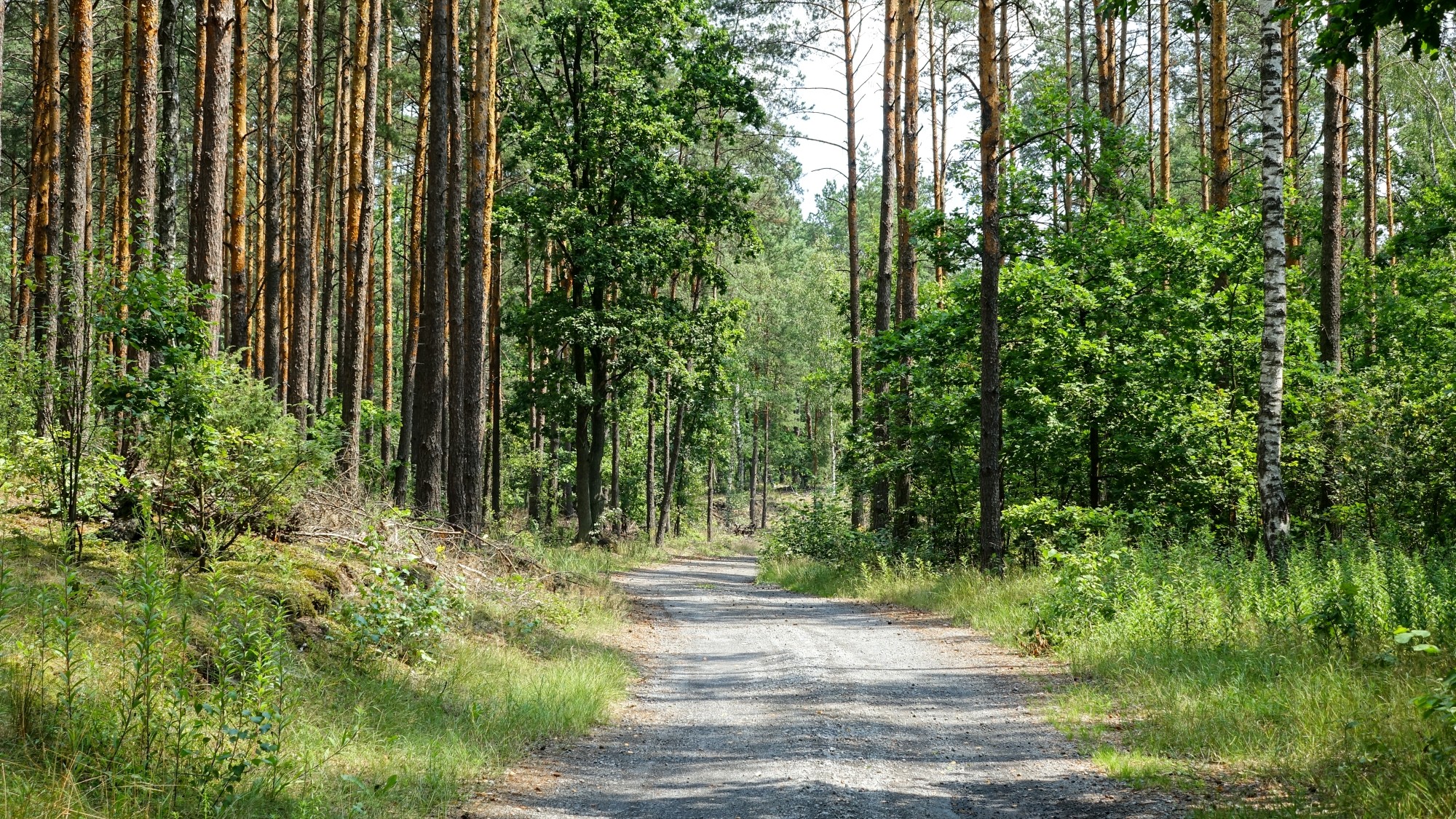 Lipiec w obiektywie - zdjęcie 32