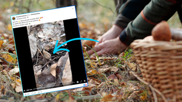 Fragment ekranu z filmu na Facebooku pokazujący grzyby w lesie, obok ręce zbierające grzyby do koszyka.