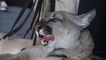 Puma Nubia zostanie w chorzowskim zoo? Zajmuje się tym sąd