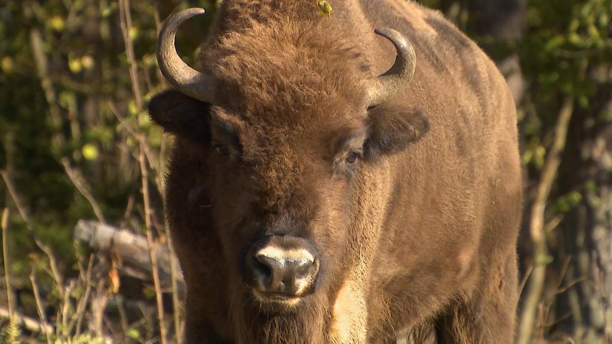 Chciał zrobić zdjęcie żubrowi. Turysta ranny, park apeluje