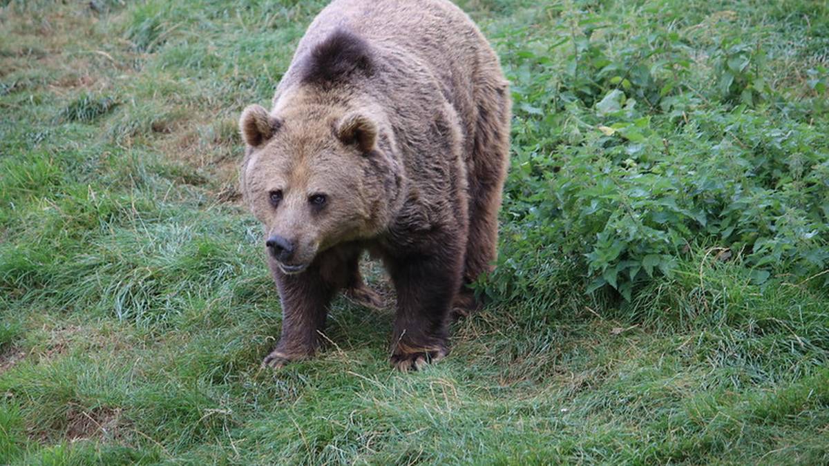 Gmina Sanok ostrzega mieszkańców. "Odnotowano obecność niedźwiedzia"