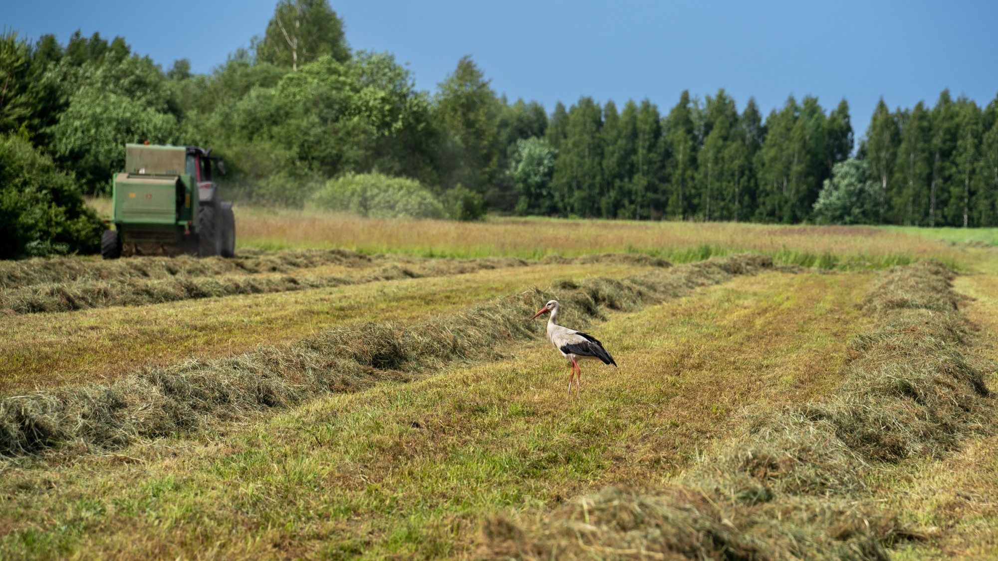 Lato na prowincji - zdjęcie 10