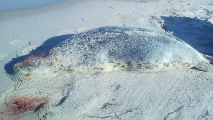 Trzecia martwa foka znaleziona na plaży w Helu. "Miała zdruzgotaną czaszkę"