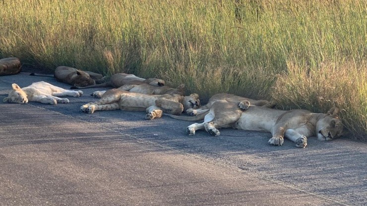 Turyści na kwarantannie, lwy na ulicy - tak zwierzęta korzystają z wolności
