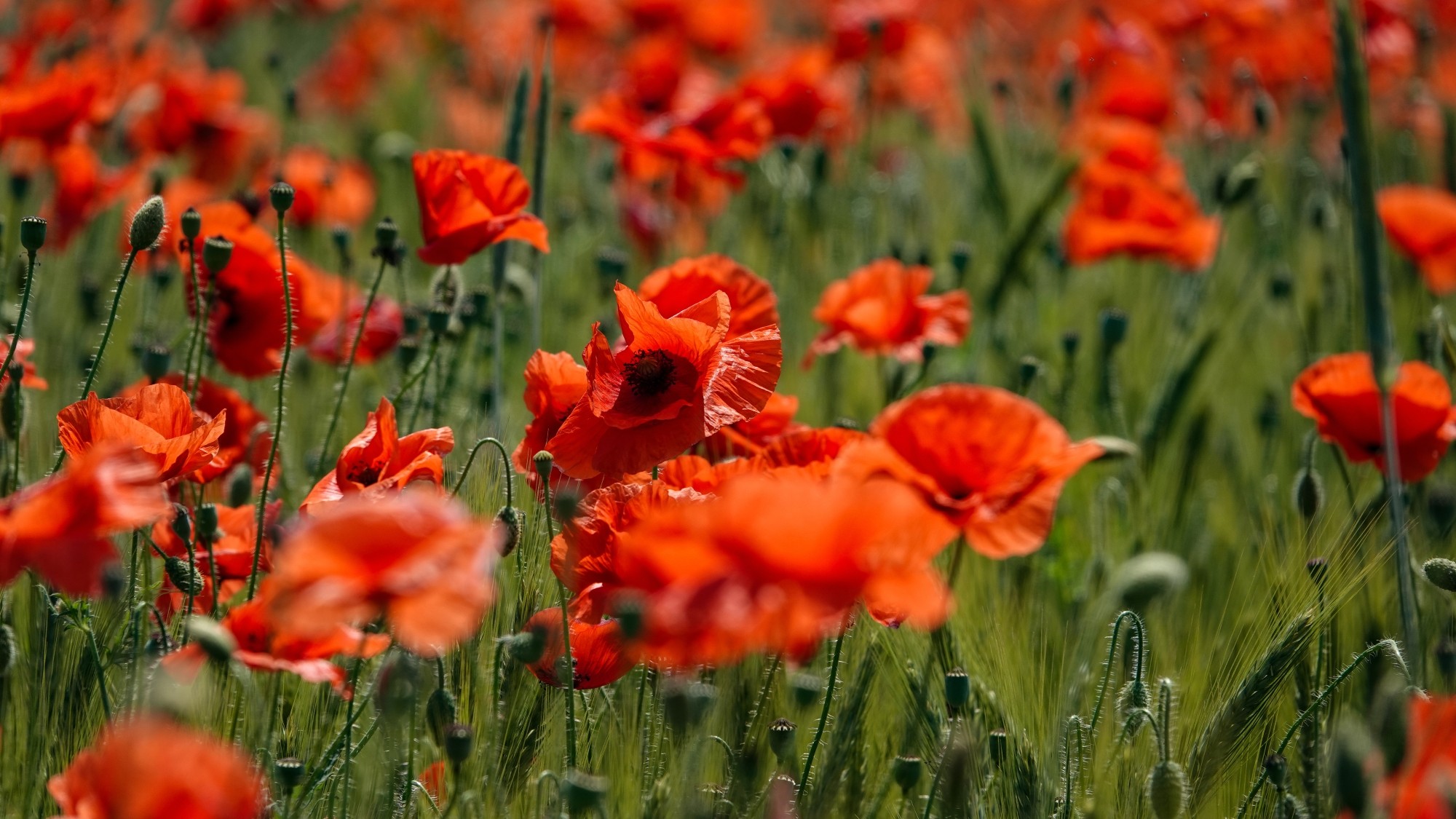 Od morza po góry - zdjęcie 8