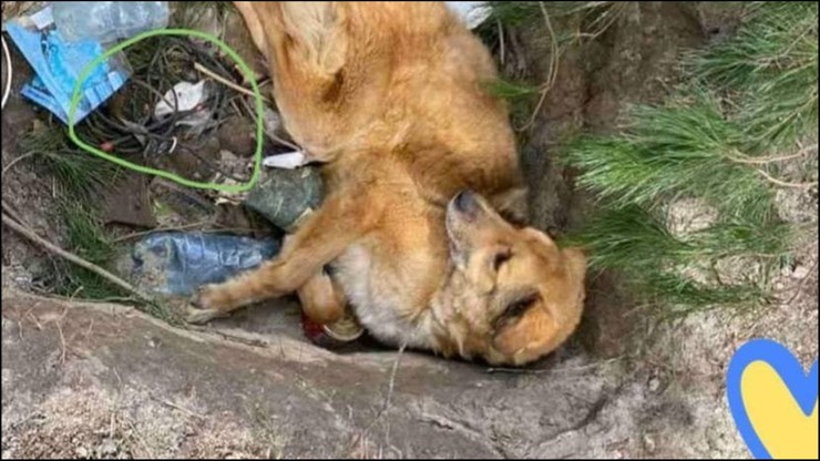 Wojna w Ukrainie. Rosjanie zaminowali rannego psa. "Uratowało go to, że nie mógł chodzić"