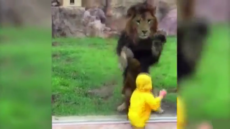 Lew rzucił się na dziecko. Wstrząsające nagranie