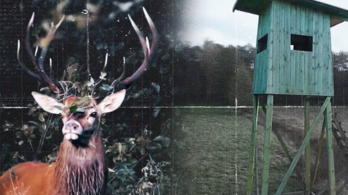 Zbliżenie na poroże jelenia obok drewnianej ambony myśliwskiej na tle lasu.