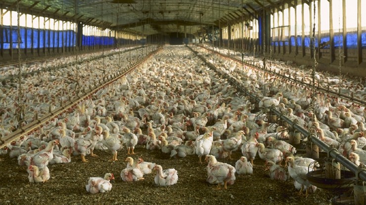 Skażony fipronilem drób trafił do Polski. To blisko 5 tysięcy kurczaków