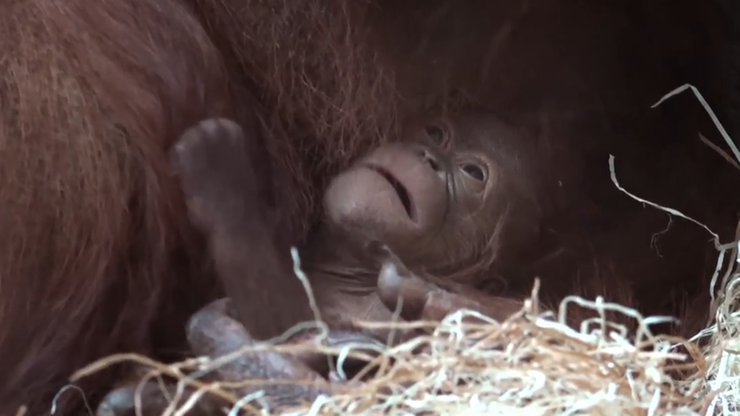W paryskim zoo urodził się orangutan borneański. Po raz pierwszy od 13 lat