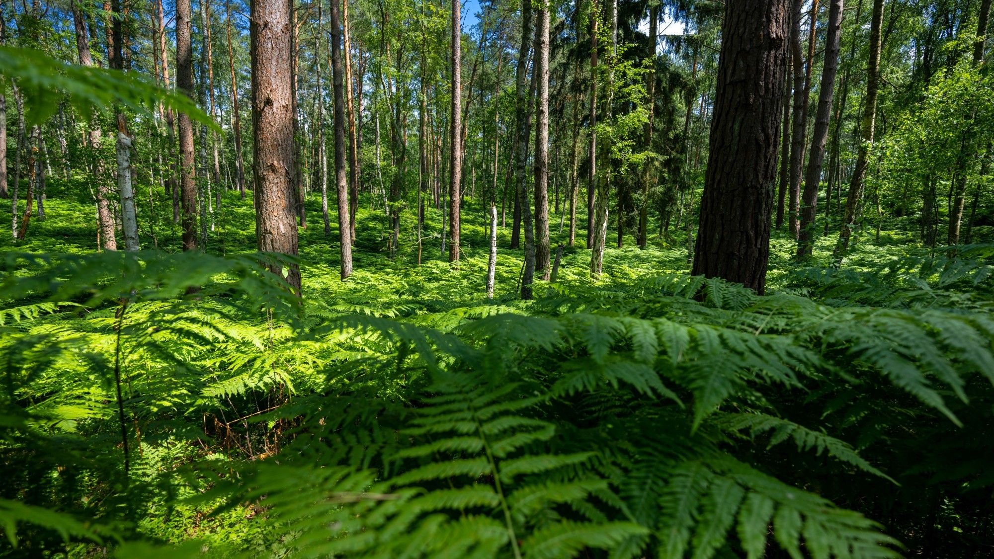 Kolory lata - zdjęcie 39