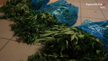 Plantacja marihuany w Tychach zlikwidowana