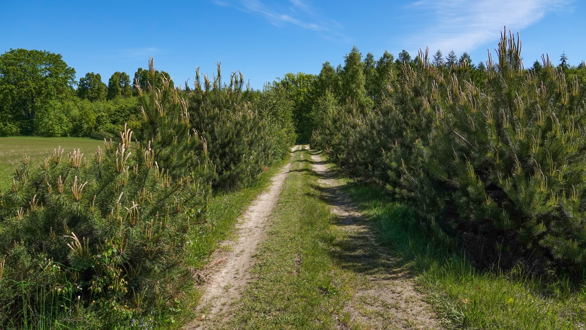 Lato w plenerze - zdjęcie 35