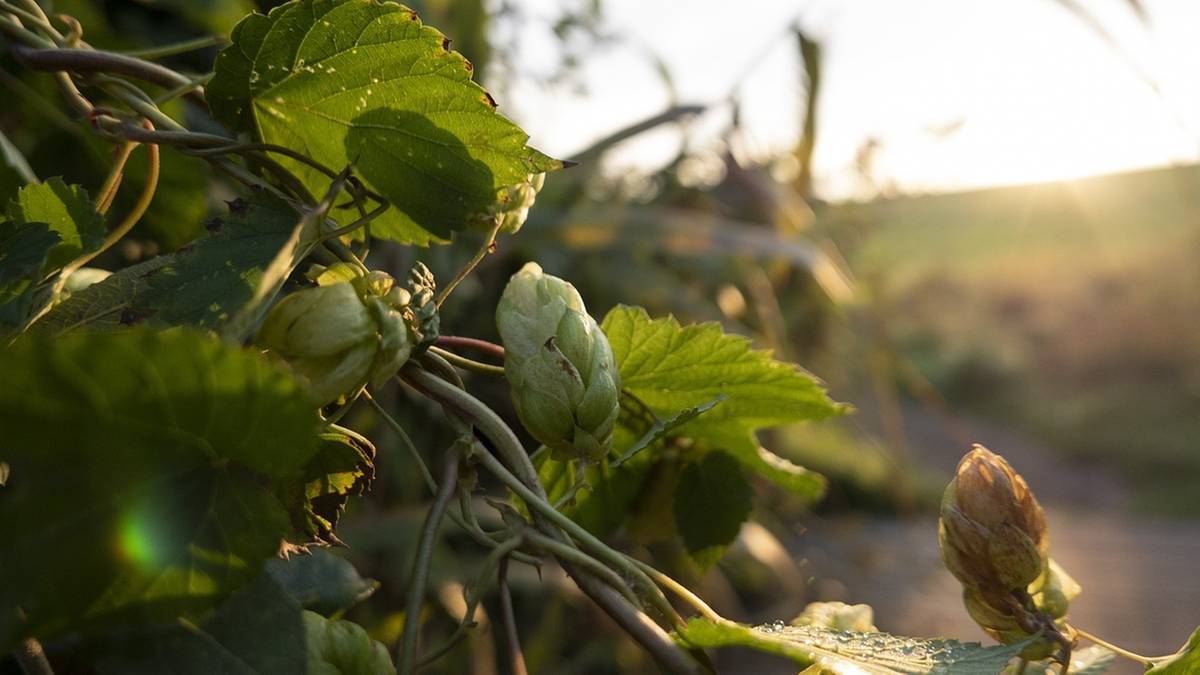Zielone, młode pędy chmielu na gałęzi, z widocznymi liśćmi i kwiatostanami w tle zachodzącego słońca.