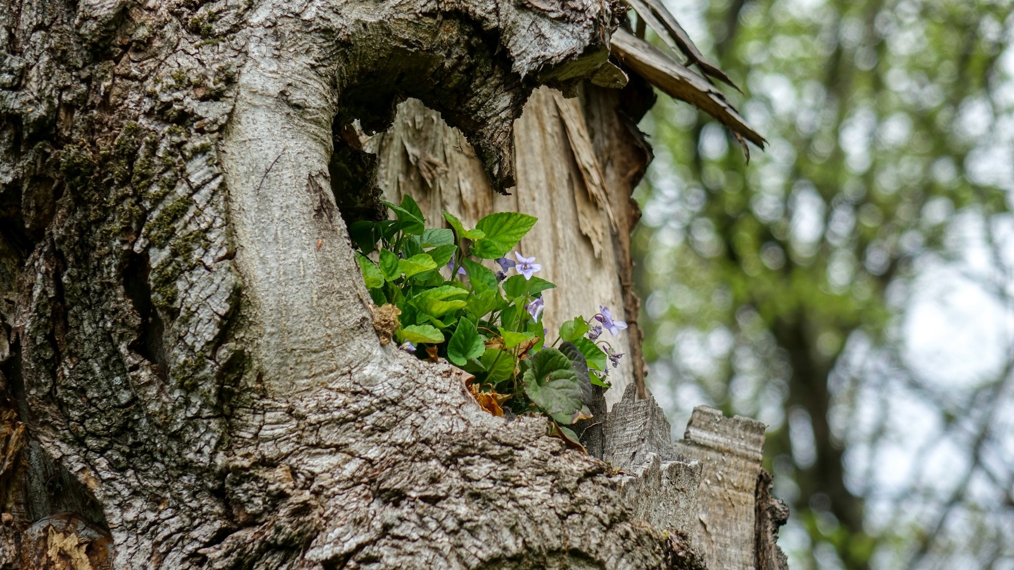 Kwitnąca wiosna - zdjęcie 23
