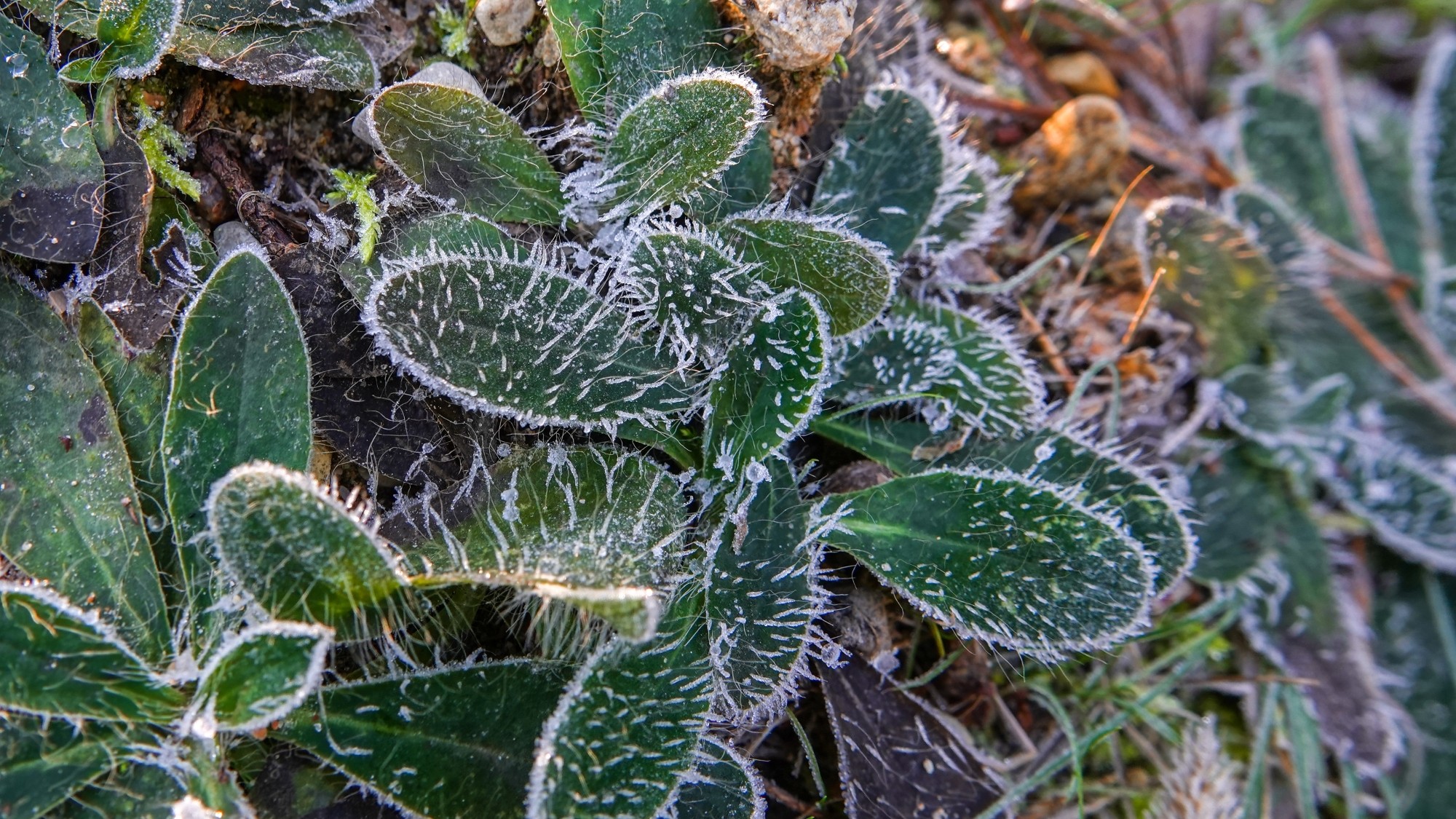 Szron pod lupą - zdjęcie 11