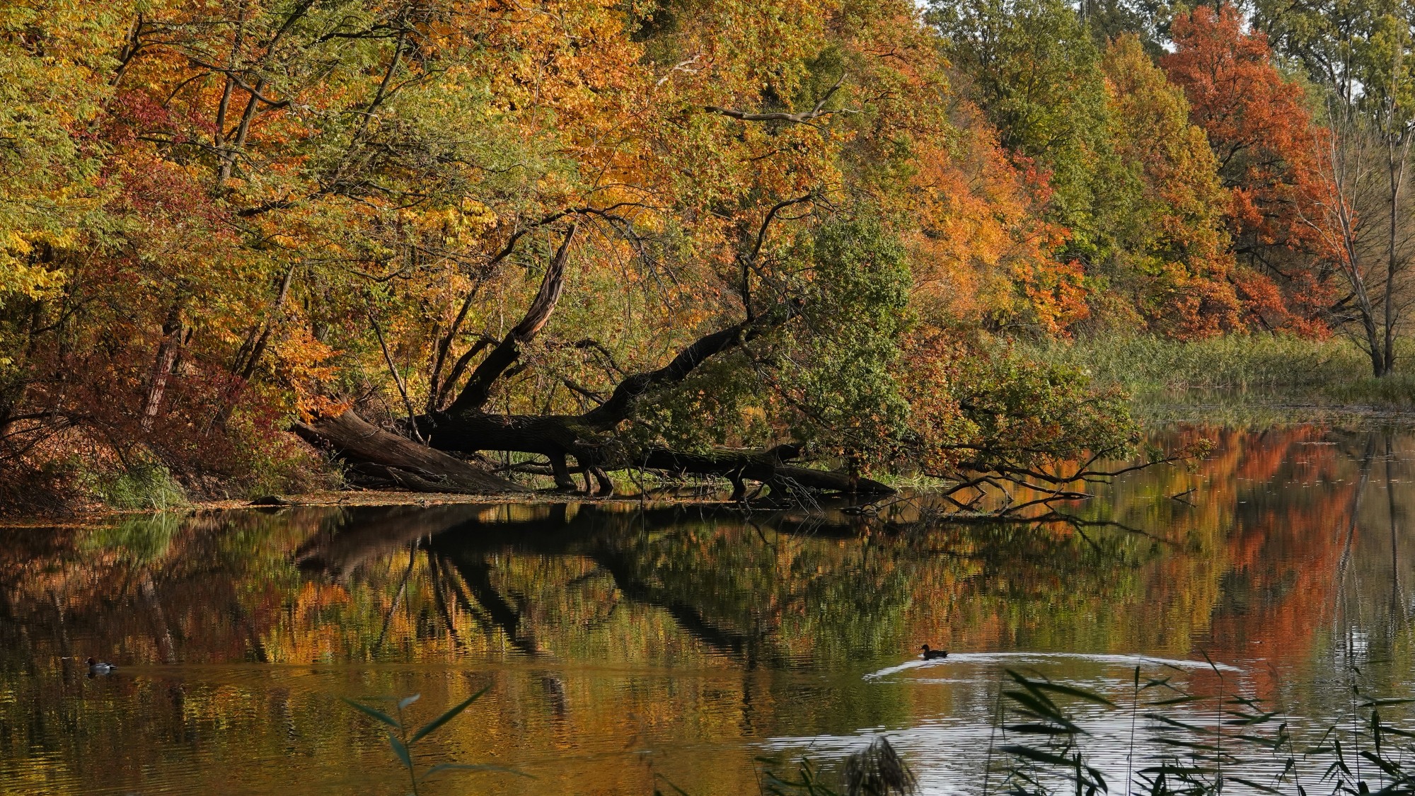 Jesienne klimaty - zdjęcie 27