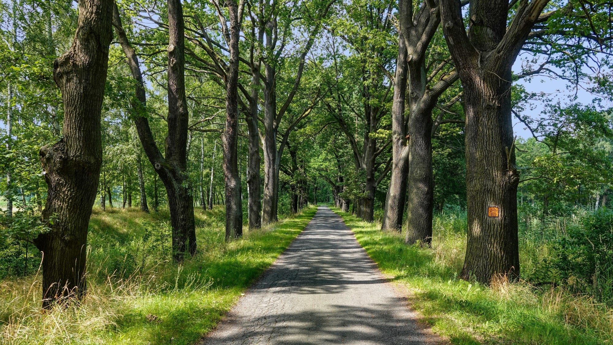Środek lata w plenerze - zdjęcie 25
