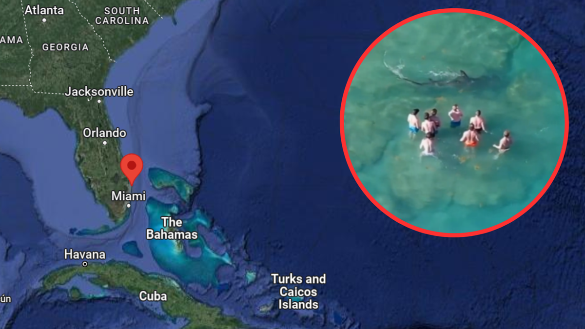 USA. Rekin przepłynął obok ludzi w wodzie. Sytuację nagrał dron