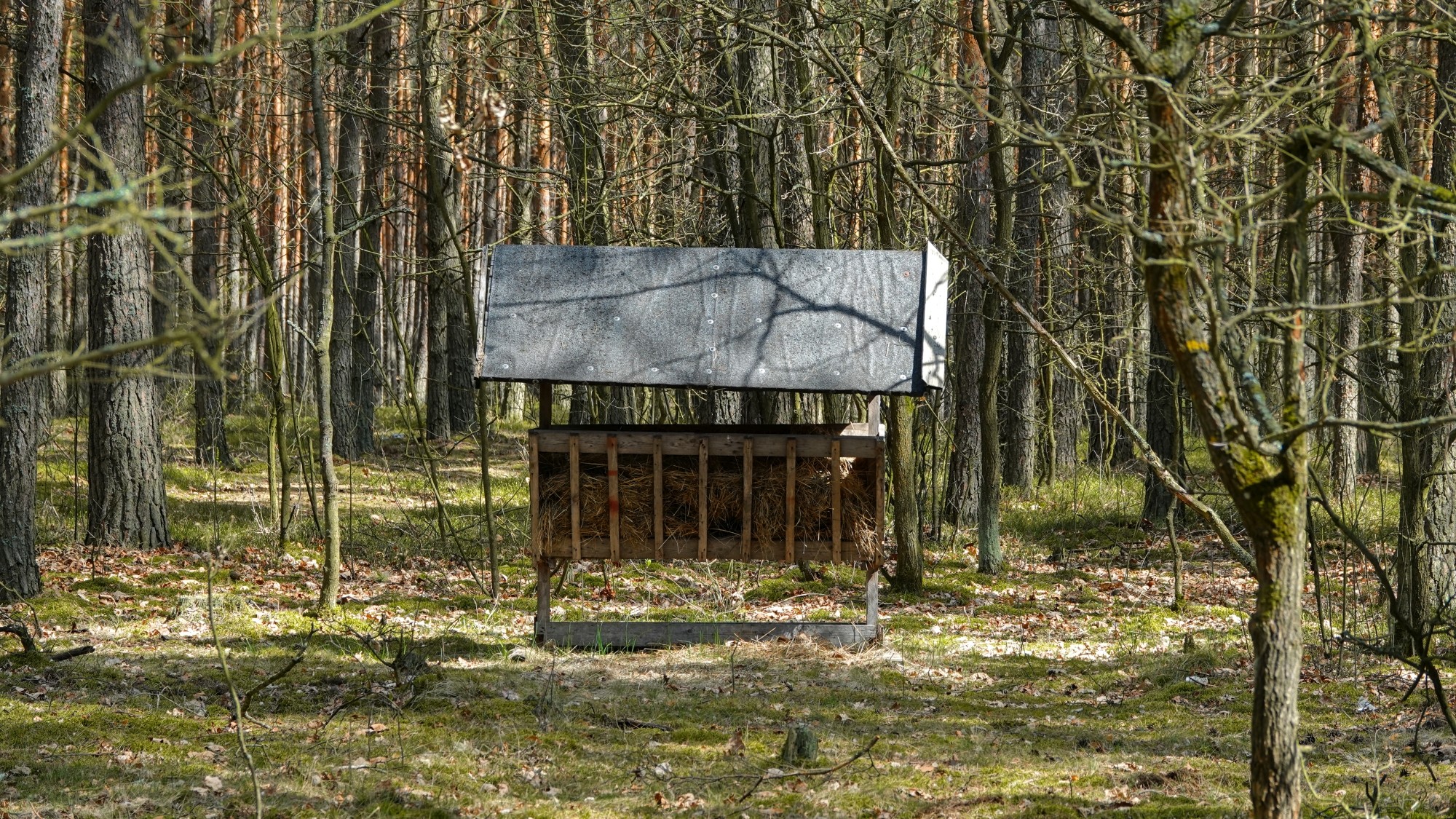 Całe piękno późnej wiosny - zdjęcie 36