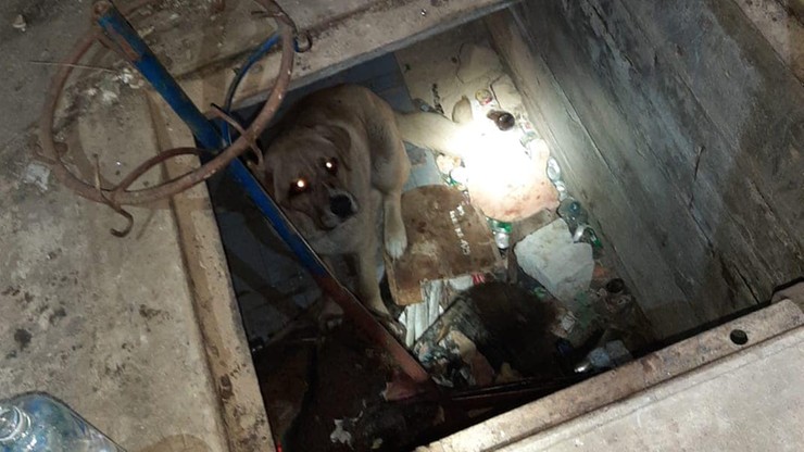 Dys. Pies w piwnicy opuszczonego budynku. Właściciel poszukiwany