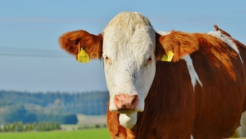USA otworzą swój rynek na wołowinę z Holandii