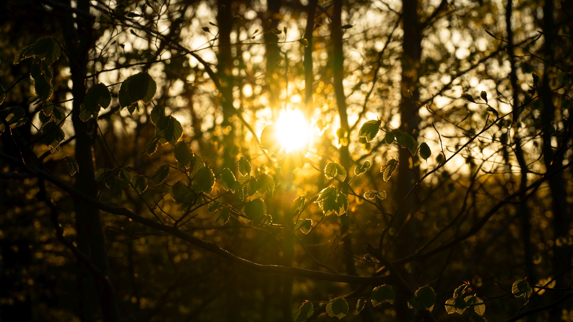 Zachwycający maj - zdjęcie 14