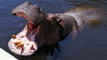 Nie żyje najstarsza hipopotamica w Polsce. Pelagia miała 40 lat
