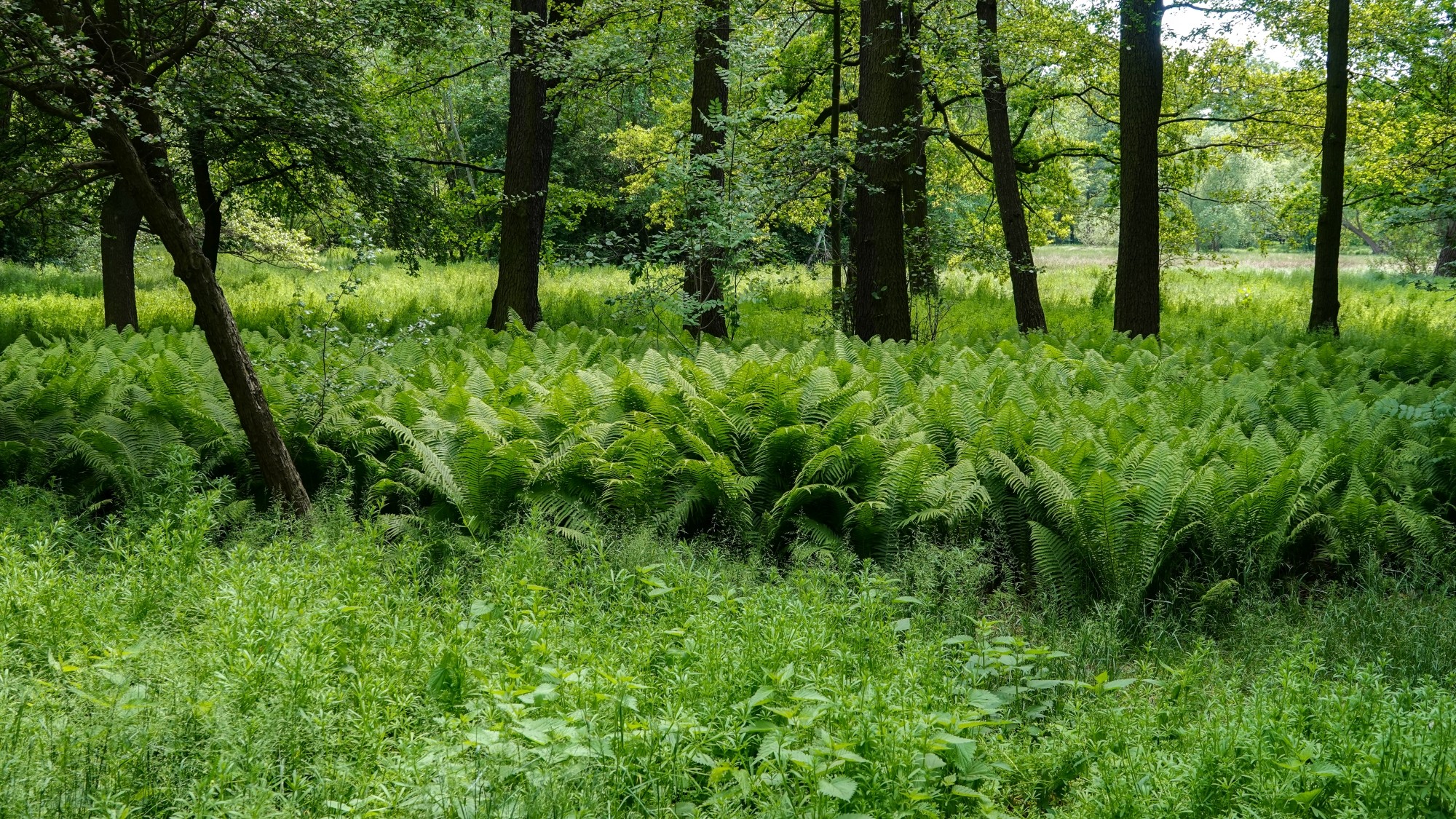 Uroki zielonej pory roku - zdjęcie 50