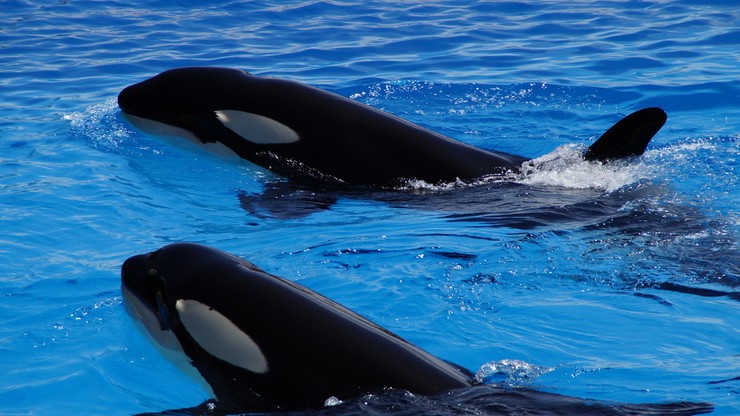 Półwysep Iberyjski. Orki atakują jednostki pływające u wybrzeży Hiszpanii i Portugalii