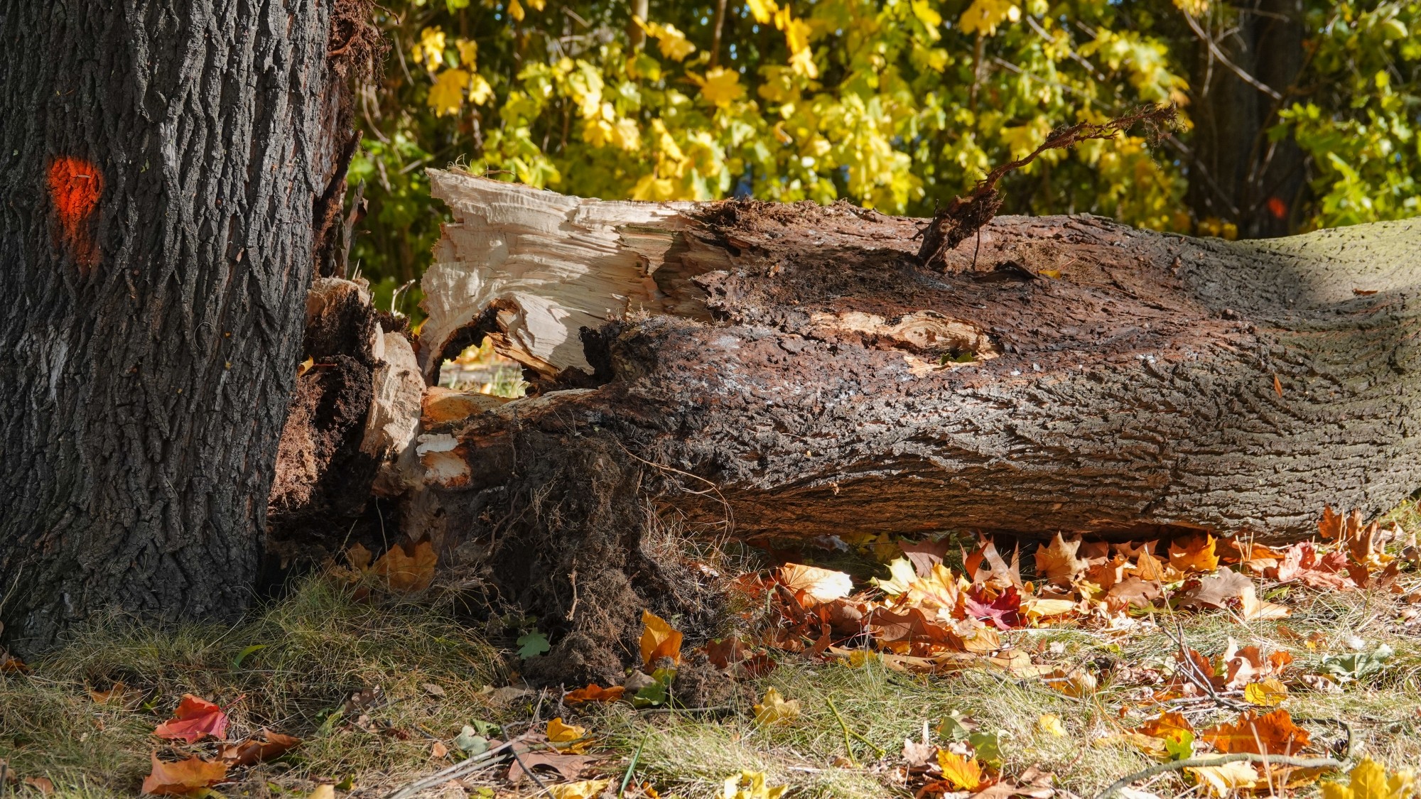 Wichura w Polsce - zdjęcie 15