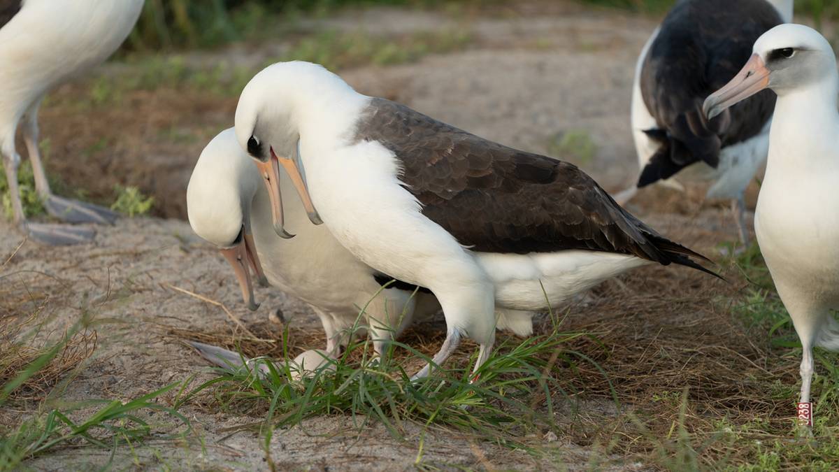 Wiekowa samica albatrosa oczekuje potomstwa. Biolodzy zaskoczeni