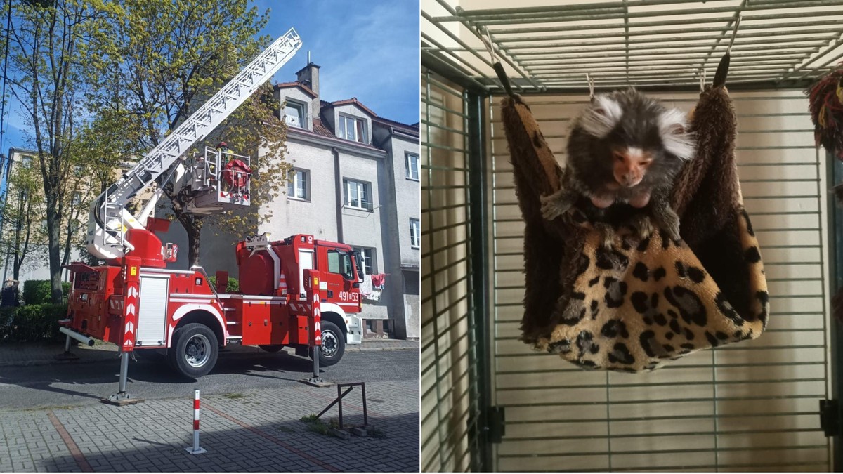 Strzelce Opolskie: Małpka uciekła na drzewo. Musiała interweniować straż pożarna