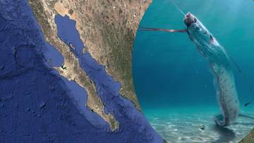 Ilustracja przedstawiająca wstęgora kr&oacute;lewskiego w płytkiej wodzie obok fragmentu mapy P&oacute;łwyspu Kalifornijskiego.